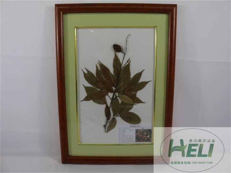 植物臘葉標本-荔枝