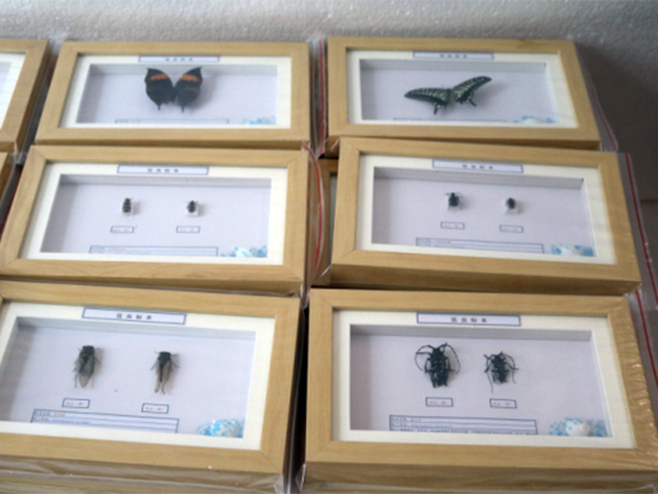 生物顯微玻片制作的注意事項