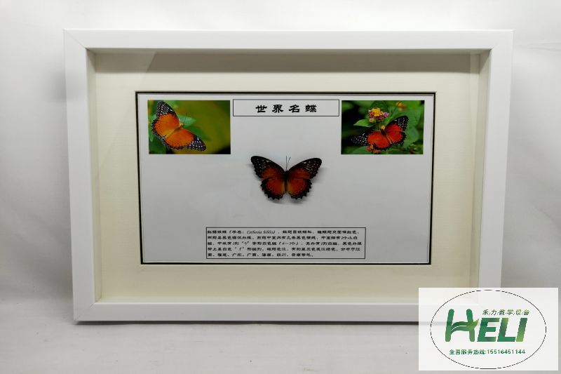 蝴蝶展示標(biāo)本 紅鋸?fù)惖?>
											</div>
											<p>蝴蝶展示標(biāo)本 紅鋸?fù)惖?/p>
										</a>
									</li>
								</div><div   id=