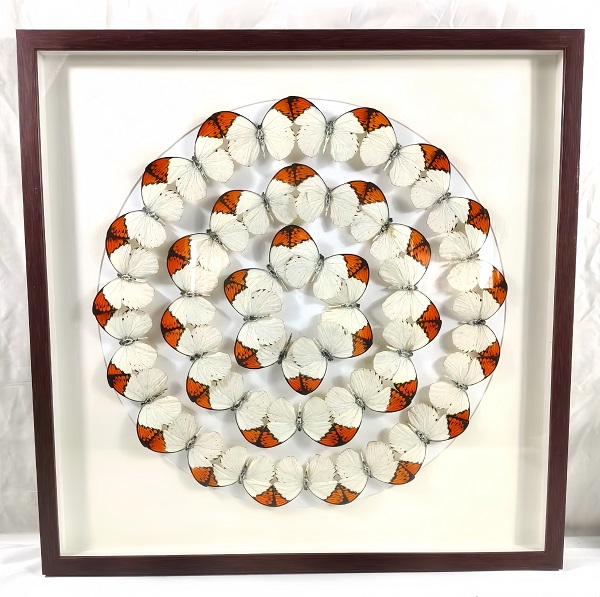 蝴蝶自然藝術(shù)裝飾畫 標(biāo)本展覽