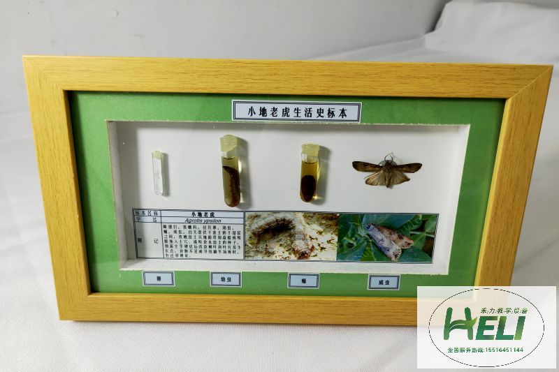 農業害蟲生活史標本小地老虎 - 副本